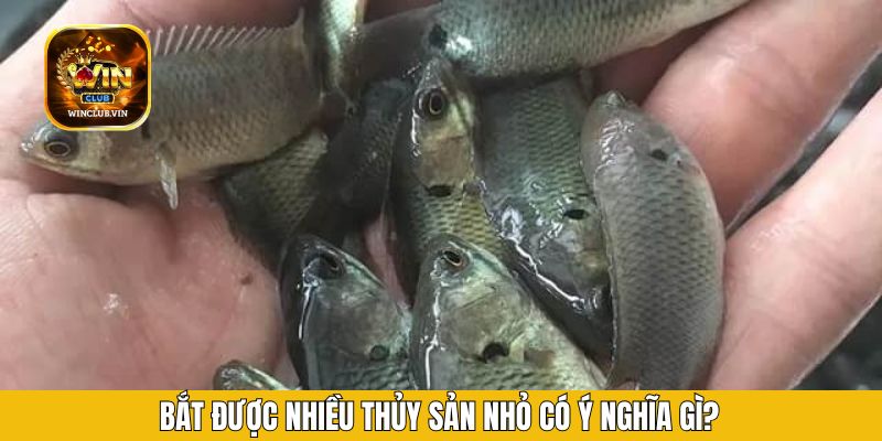Bắt được nhiều thủy sản nhỏ có ý nghĩa gì?