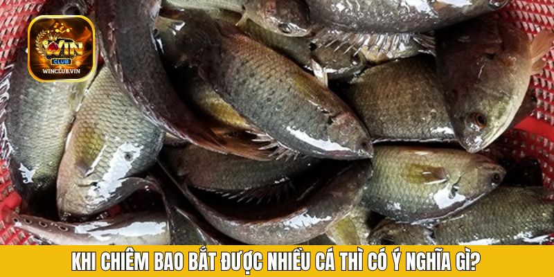 Khi chiêm bao bắt được nhiều cá thì có ý nghĩa gì?