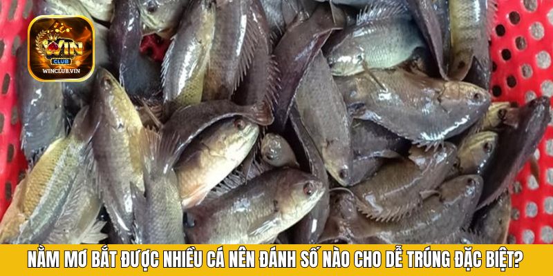 Nằm mơ bắt được nhiều cá nên đánh số nào cho dễ trúng đặc biệt?